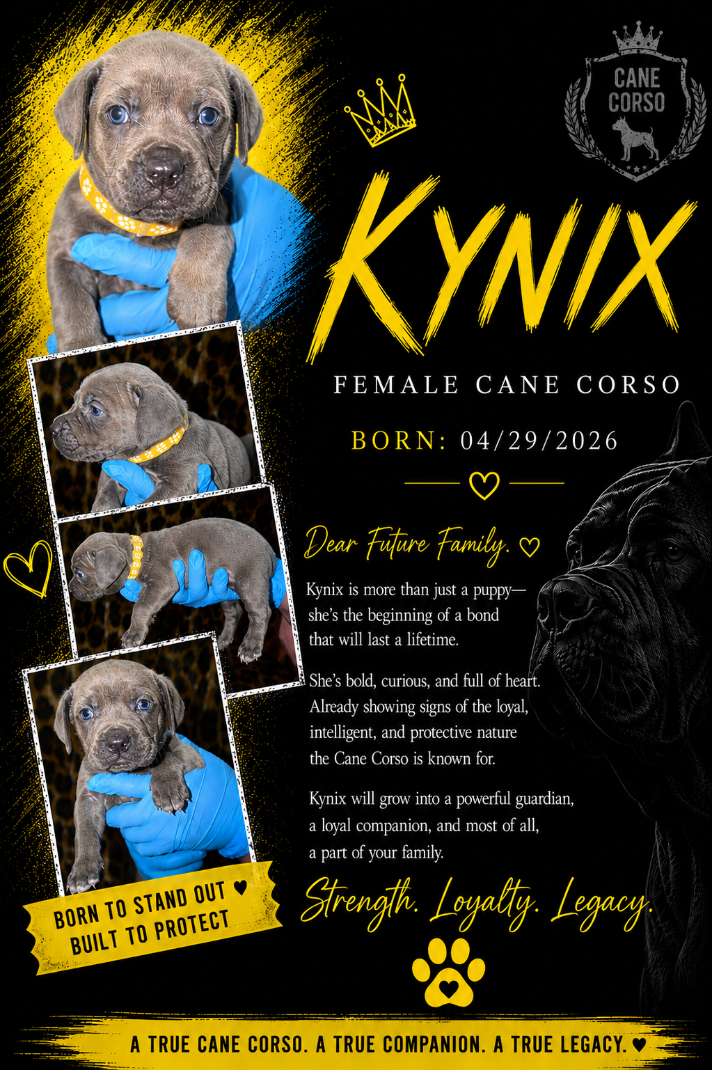 Cane Corso Puppiesss image 1