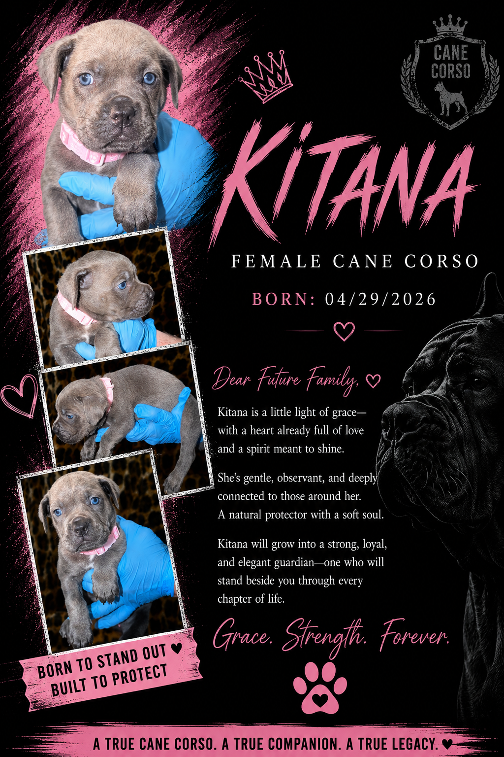 Cane Corso Puppiesss image 3