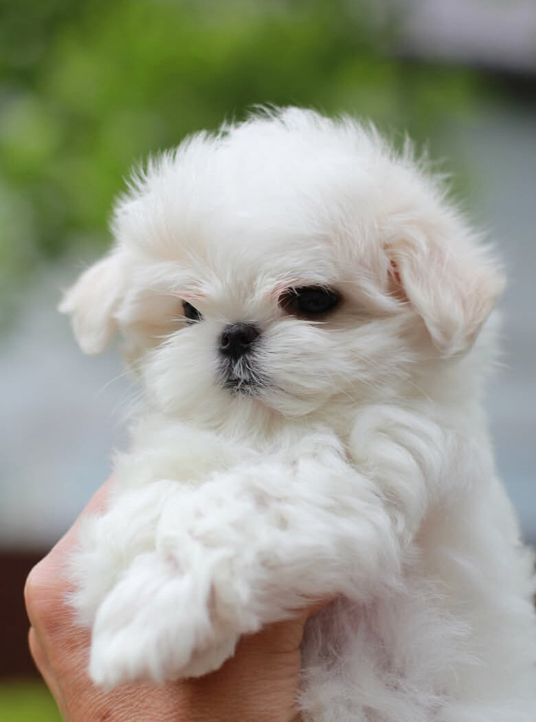 Bella image 1