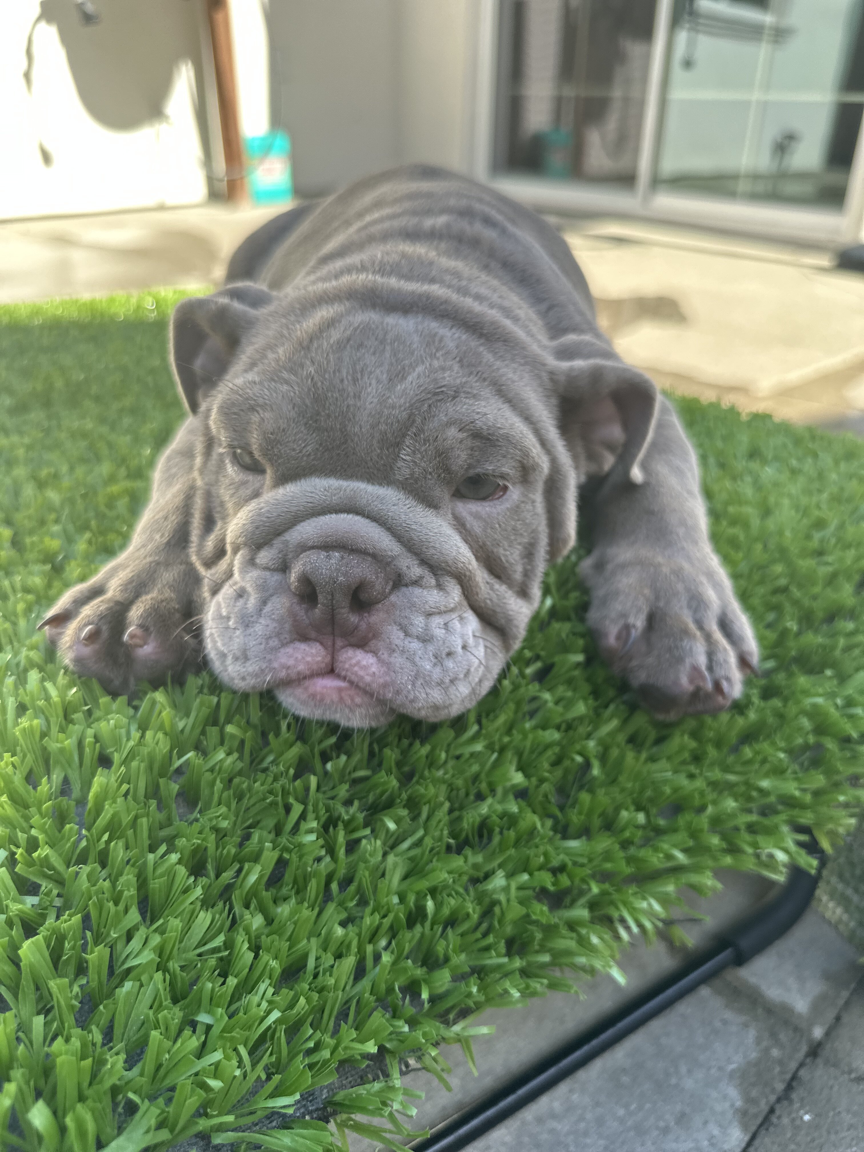 English Bulldog image 3