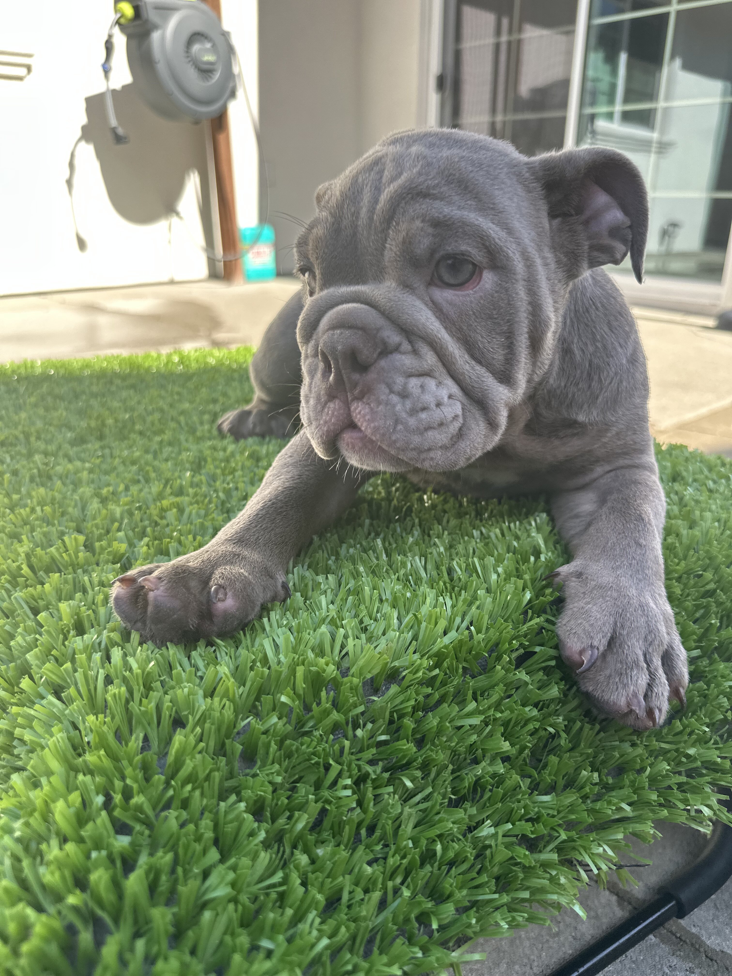 English Bulldog image 4