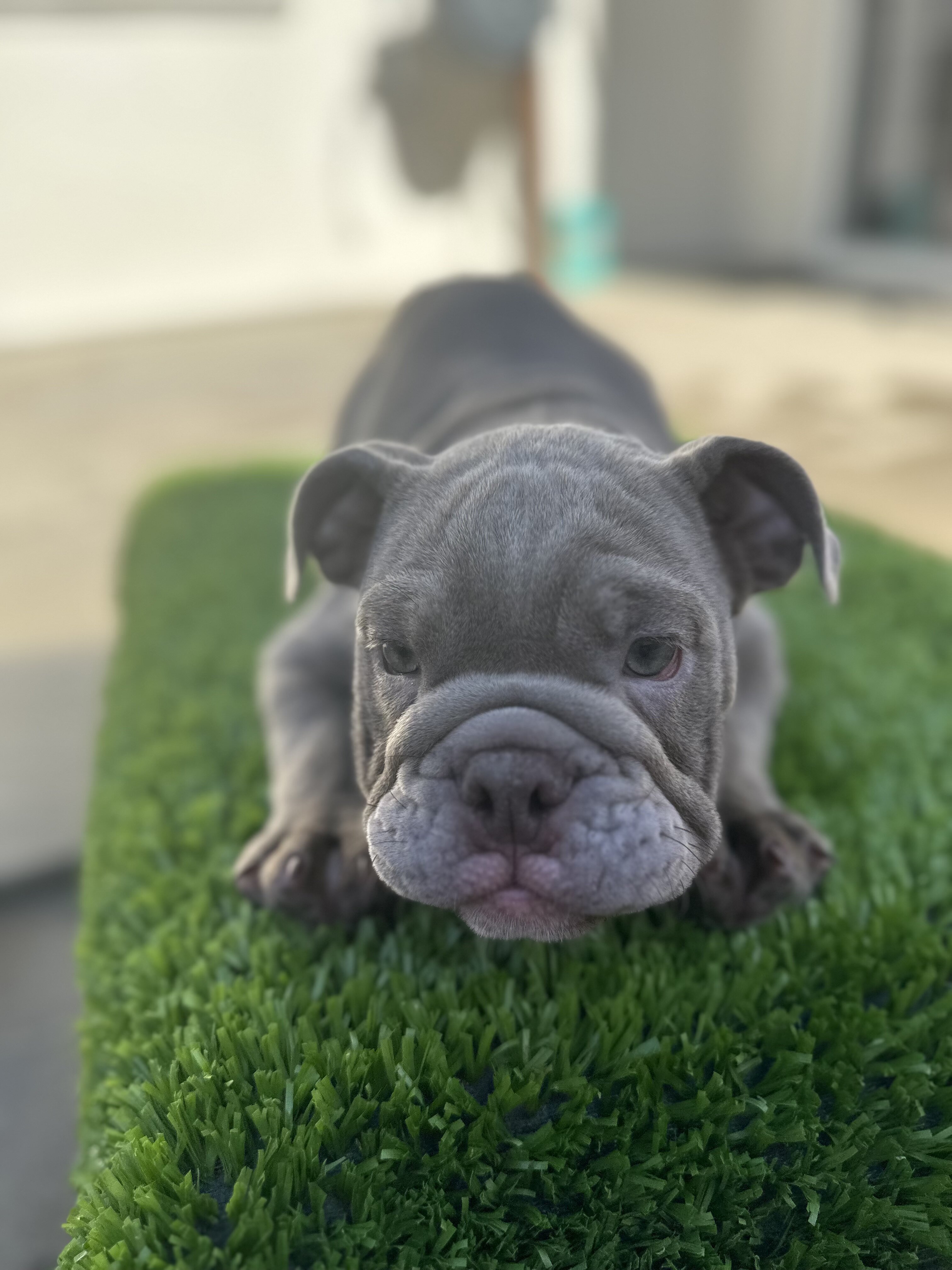 English Bulldog image 2