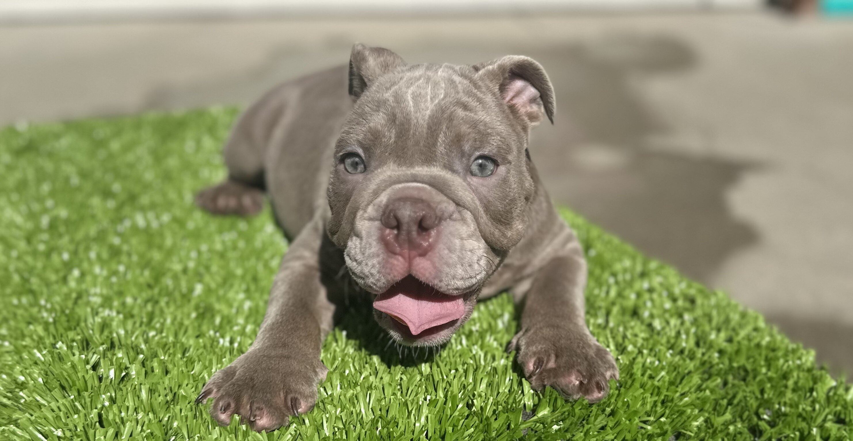English Bulldog image 1