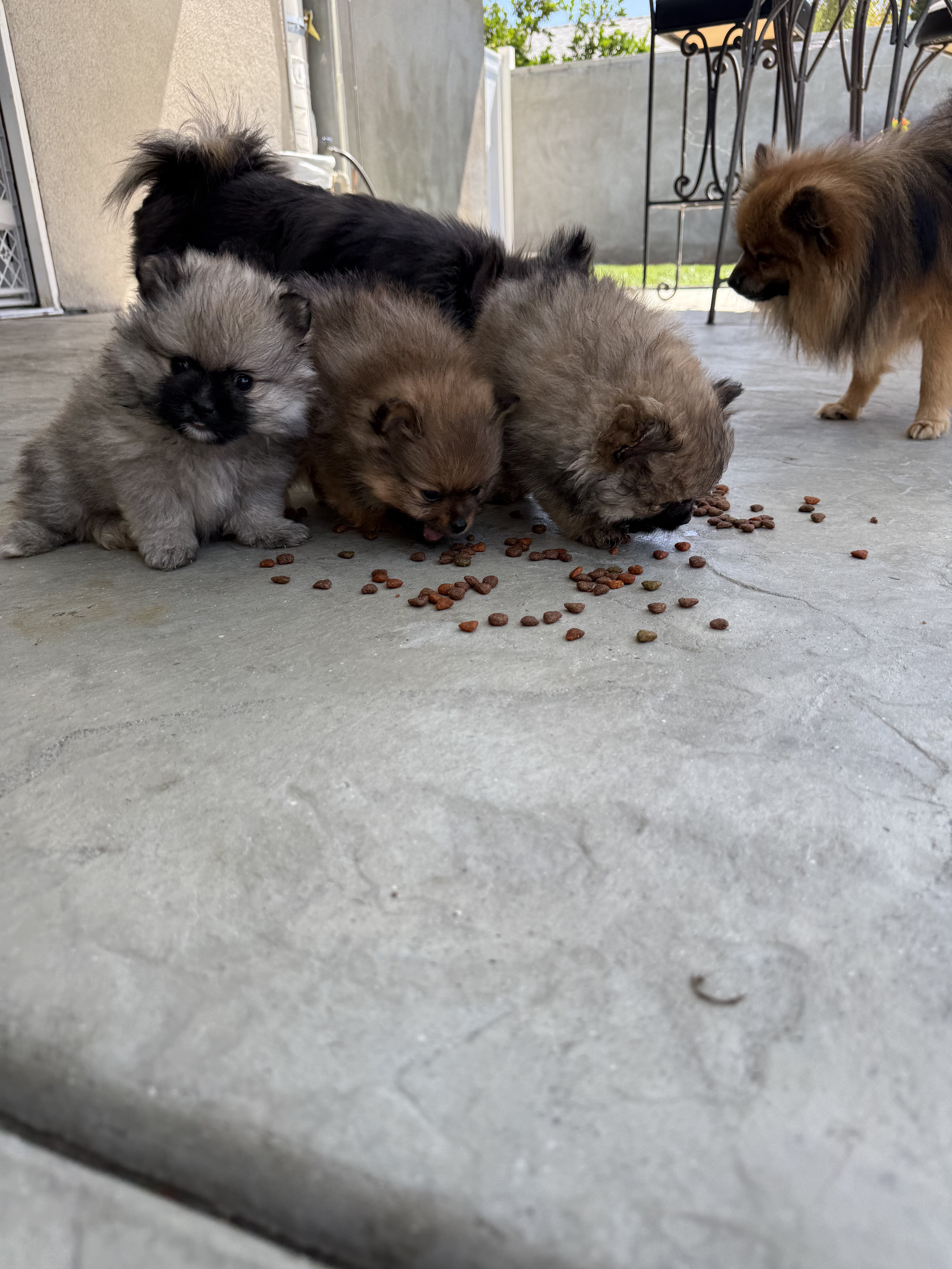 Pomeranian image 3