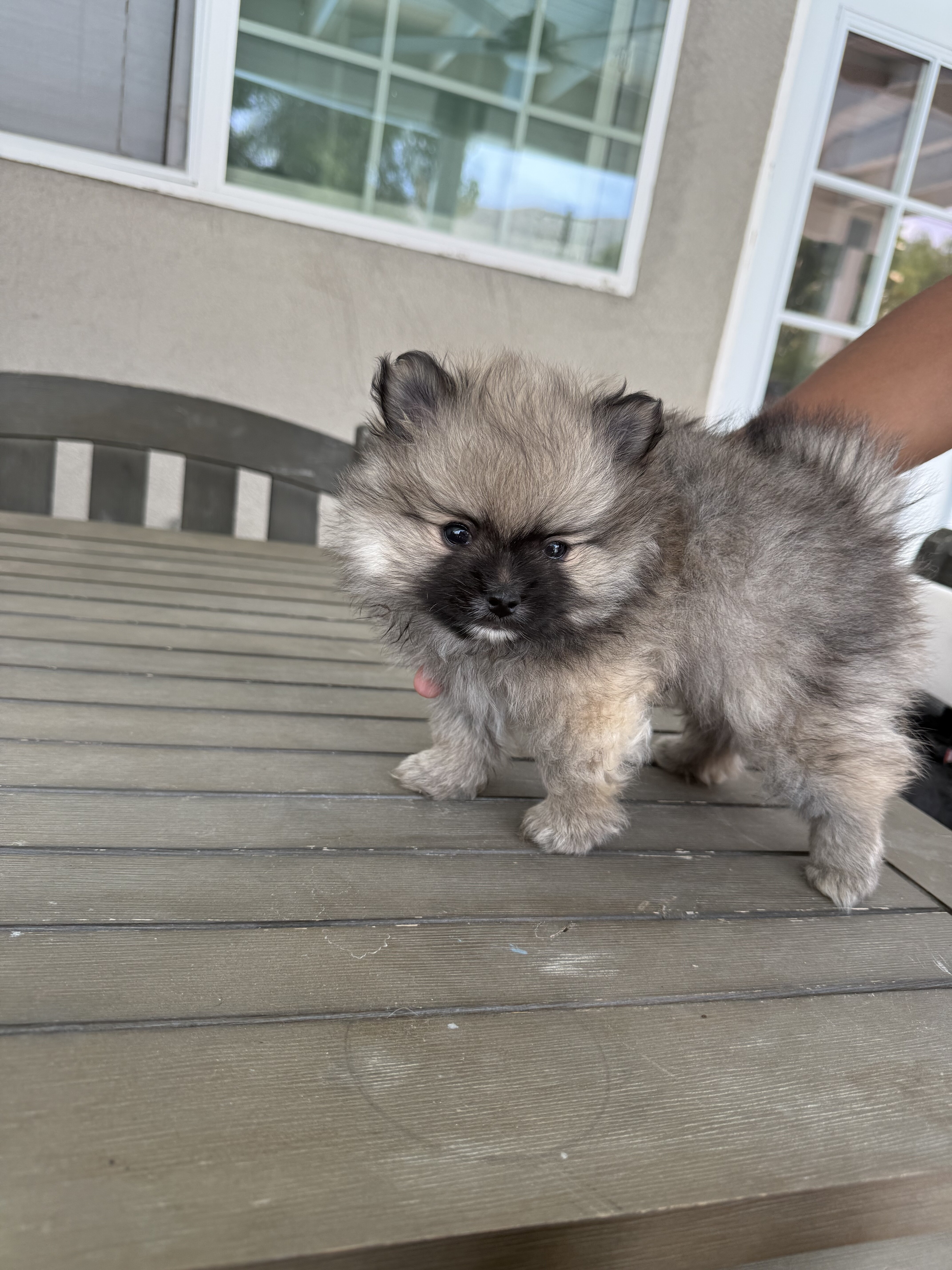 Pomeranian image 1