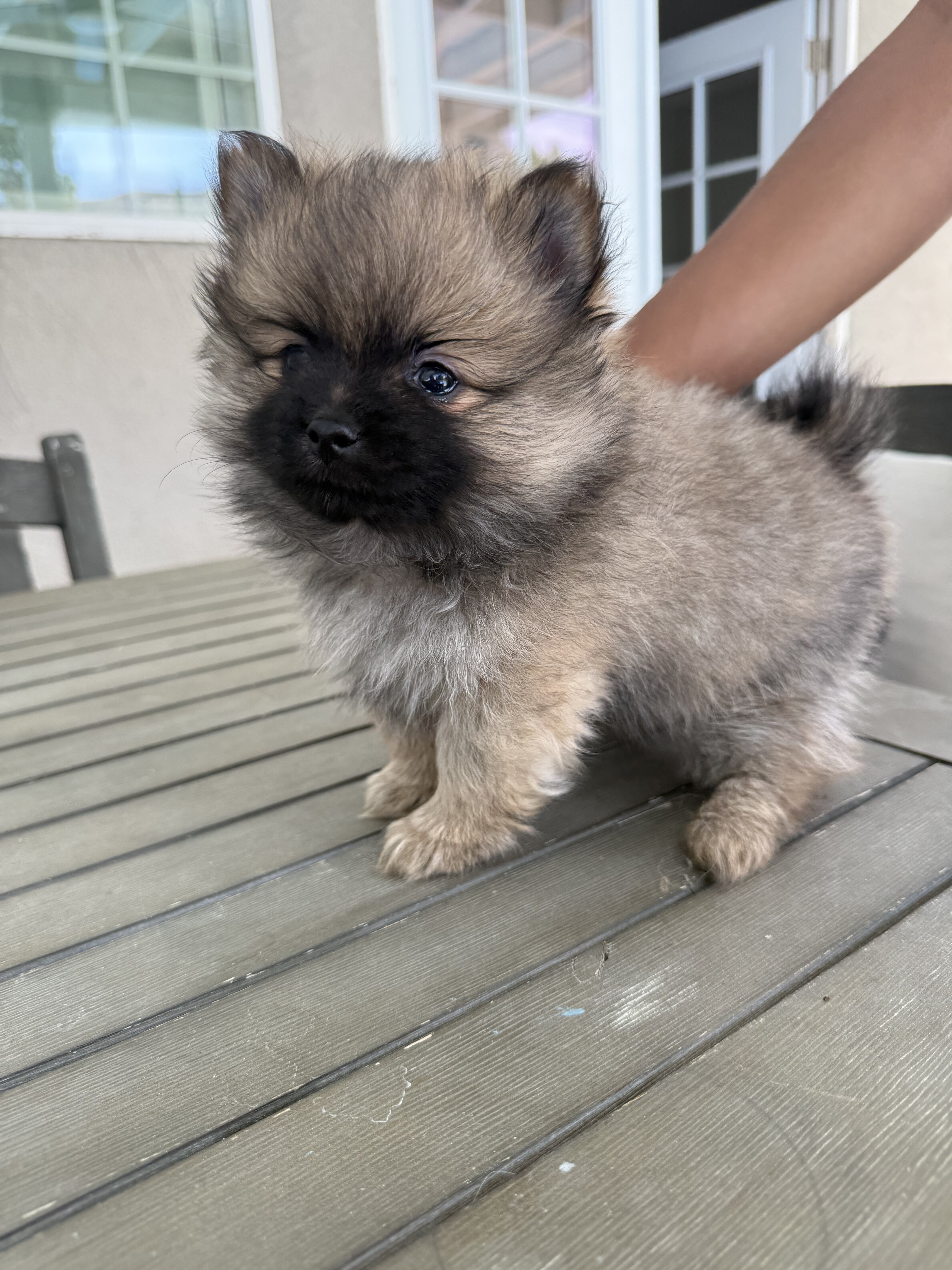Pomeranian image 2