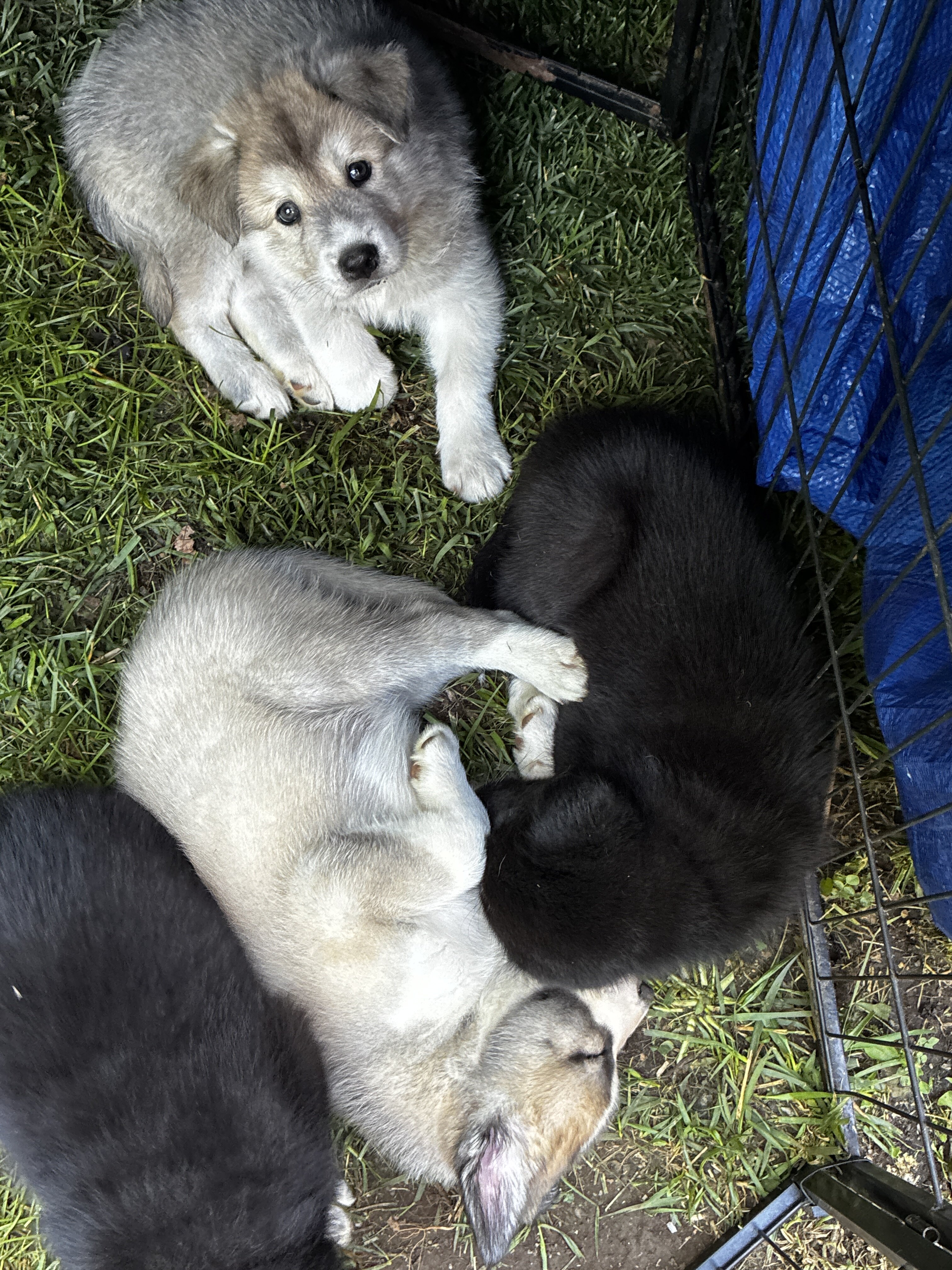 Husky Puppies image 1