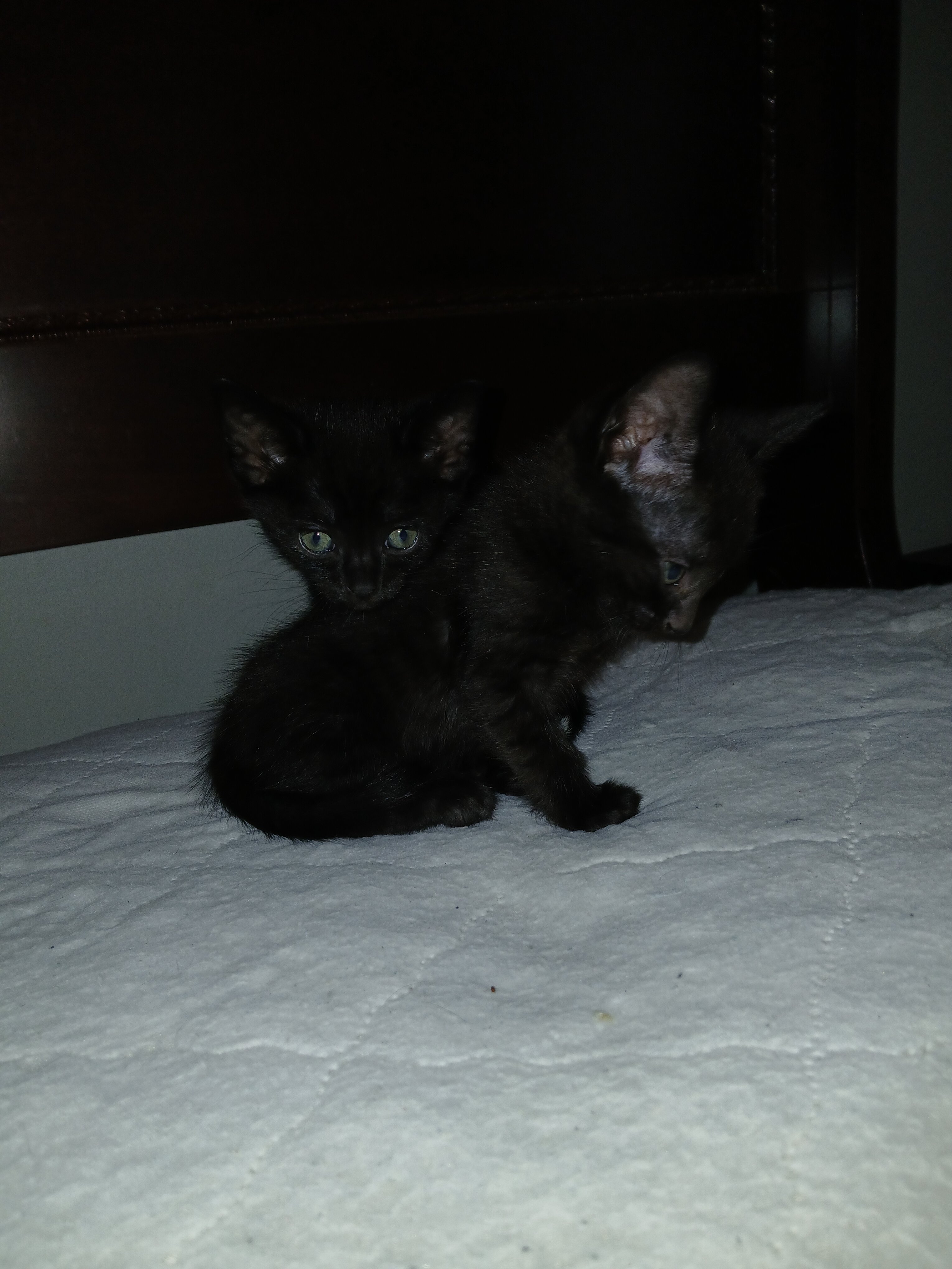 Found Abandoned Kittens image 1