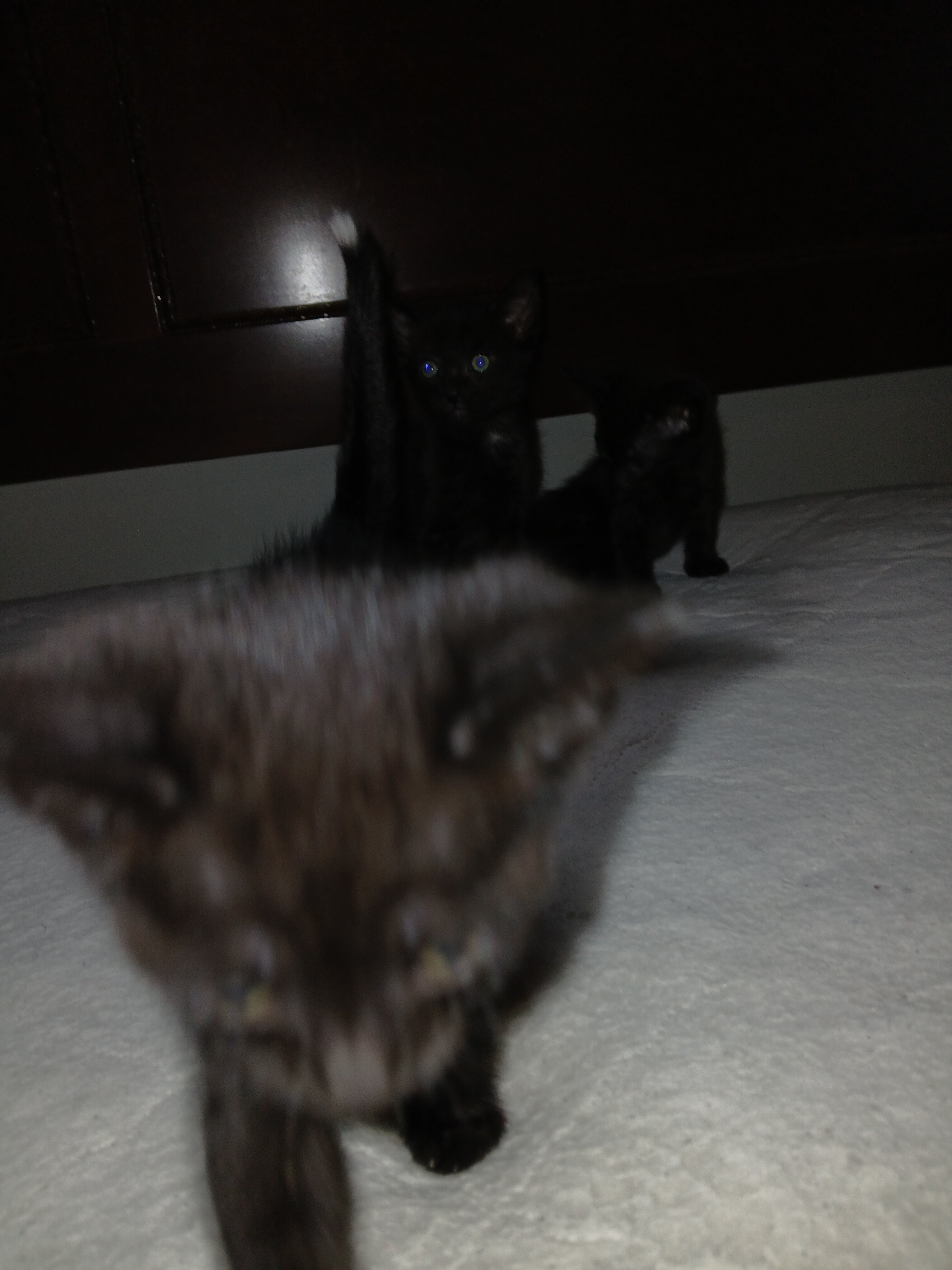 Found Abandoned Kittens image 2