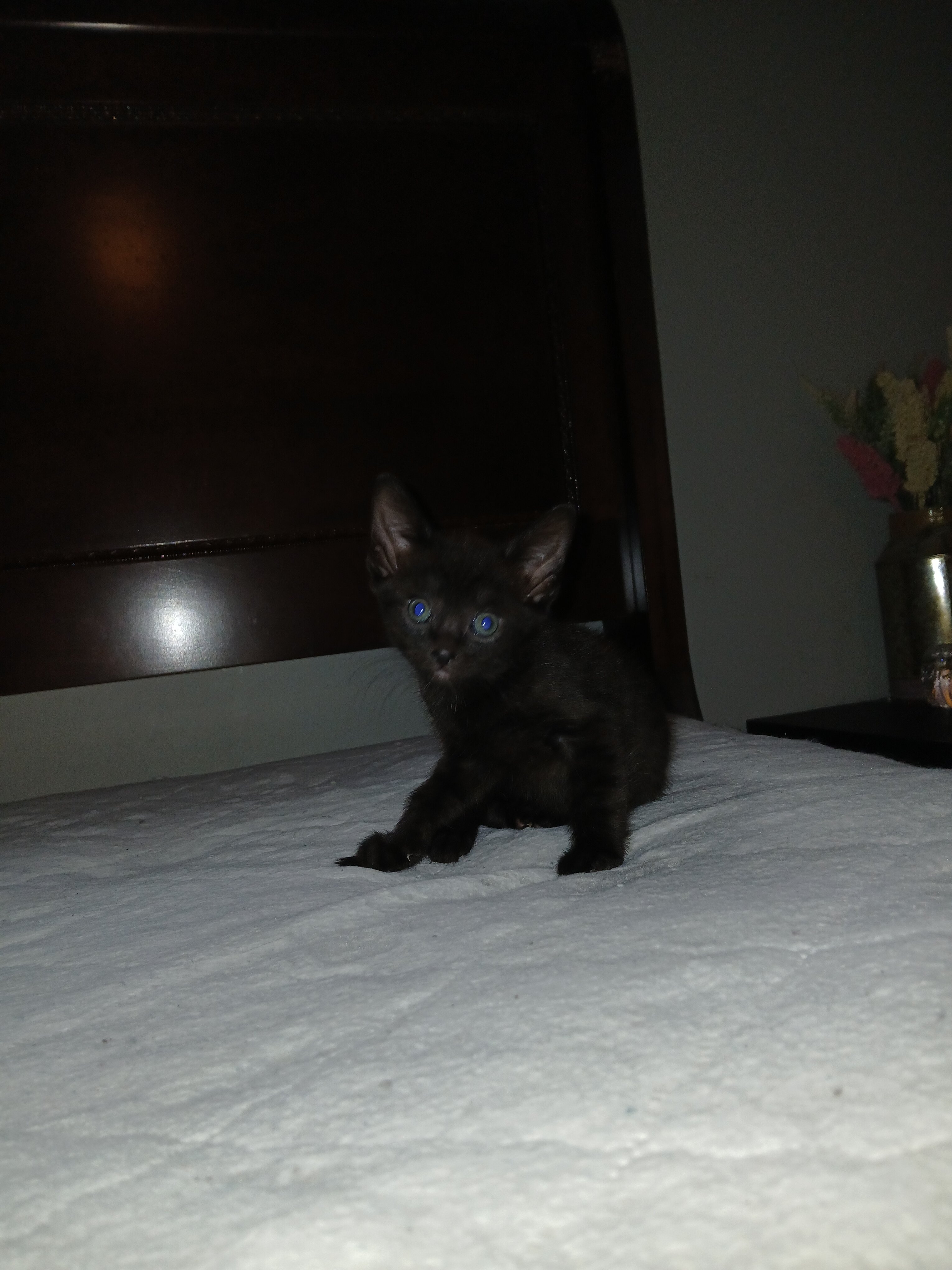 Found Abandoned Kittens image 4