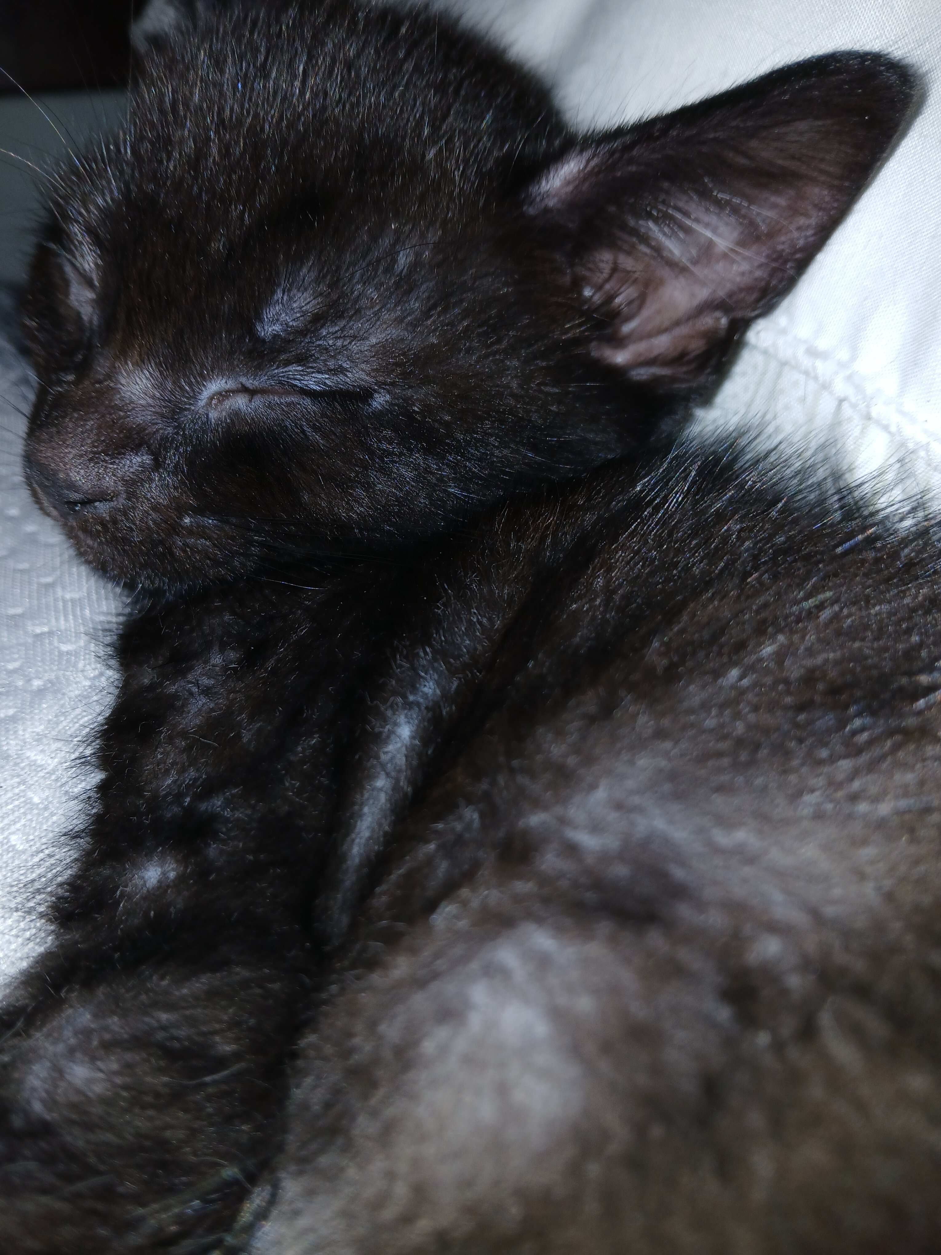 Found Abandoned Kittens image 3