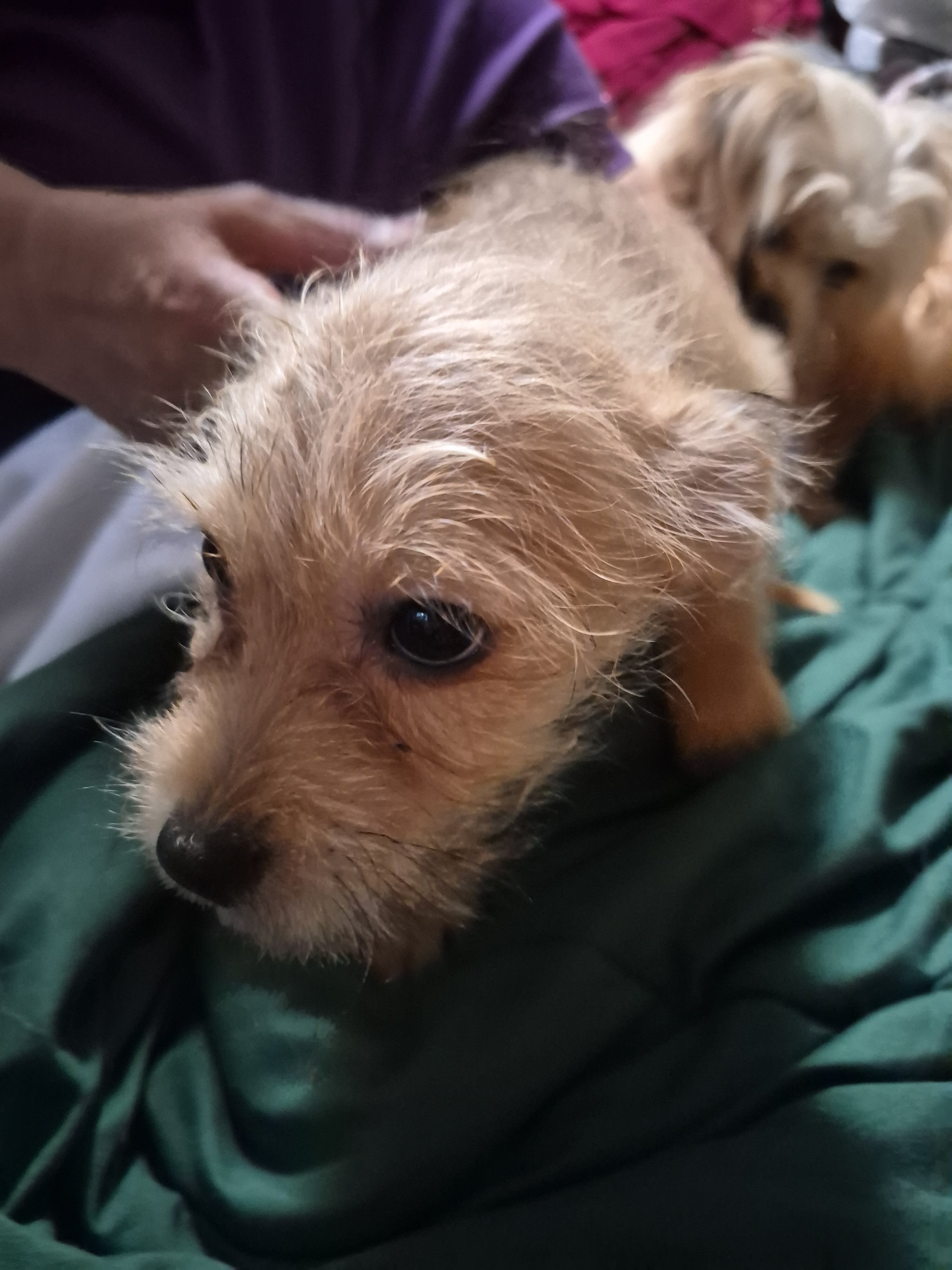 2 month old puppies image 2