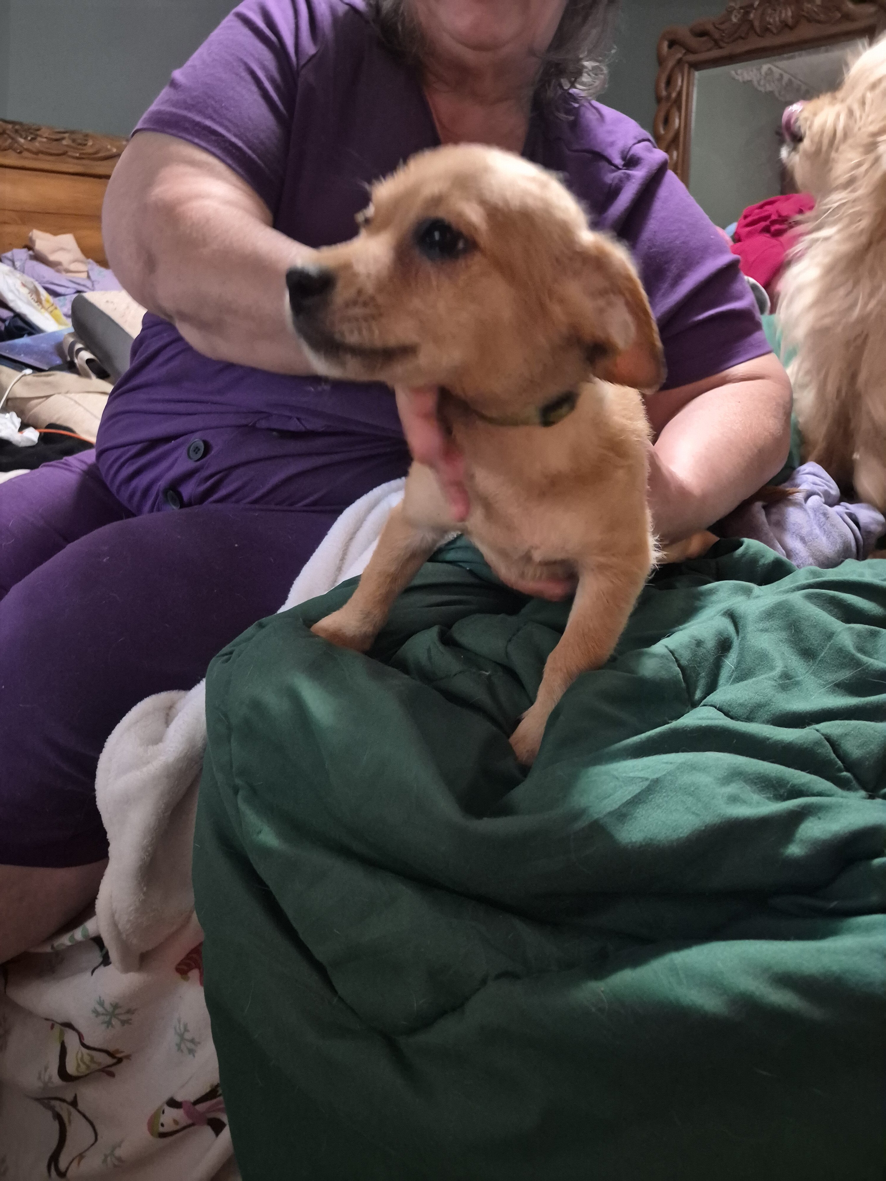 2 month old puppies image 1