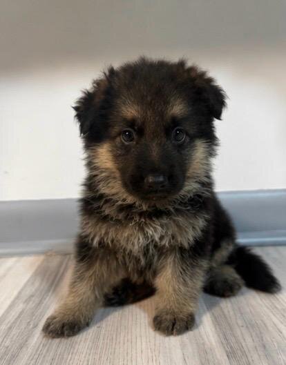 German Shepherd image 5