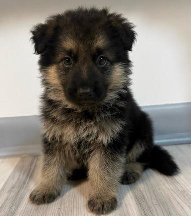 German Shepherd image 6