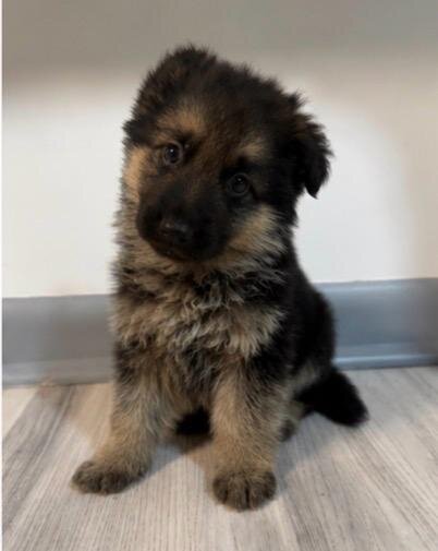 German Shepherd image 7