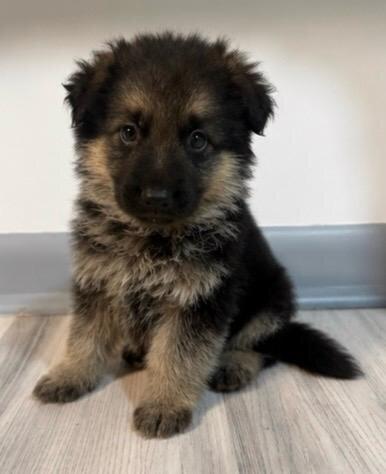 German Shepherd image 8