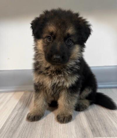 German Shepherd image 9
