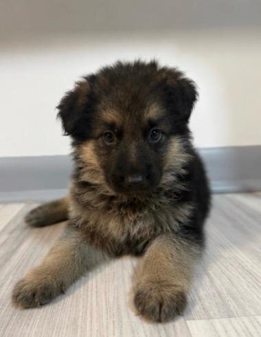 German Shepherd image 10