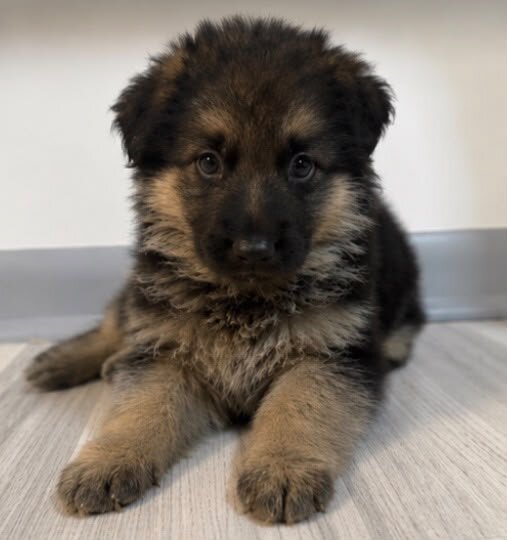 German Shepherd image 1