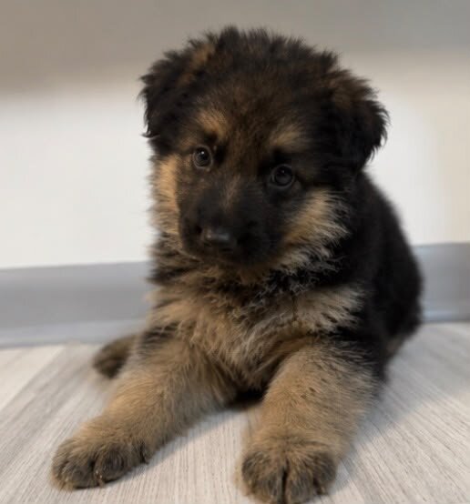 German Shepherd image 2
