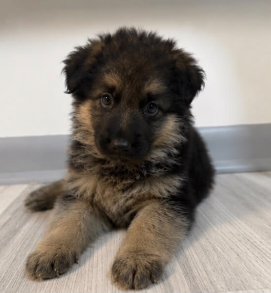 German Shepherd image 3