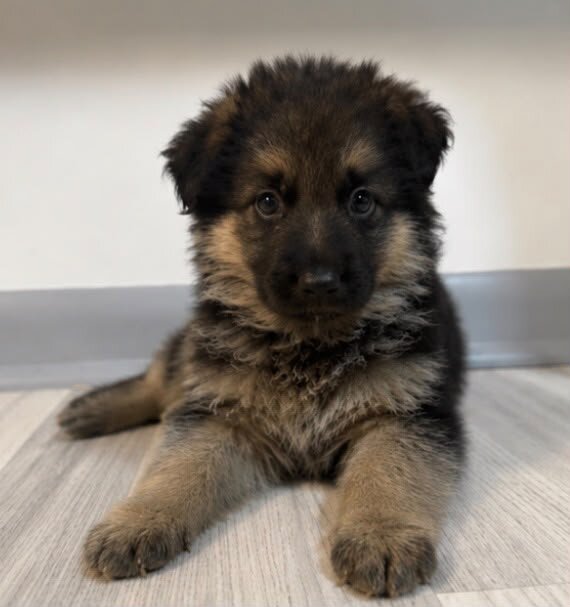 German Shepherd image 4