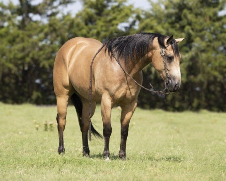 15 hands Buckskin Quarter Horse gelding for sale image 1