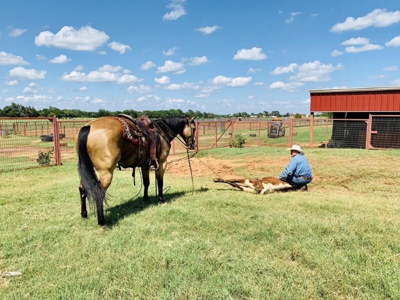 15 hands Buckskin Quarter Horse gelding for sale image 2