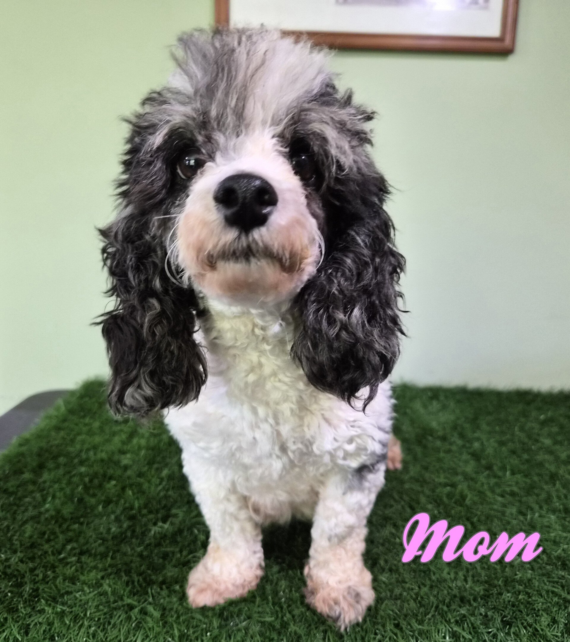 Chevelle Female Mini Poodle image 9