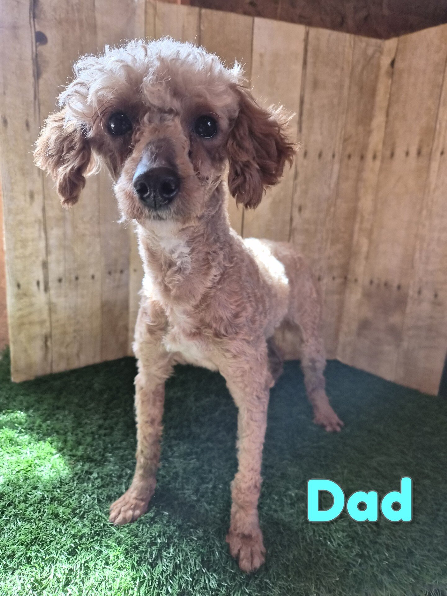 Chevelle Female Mini Poodle image 10