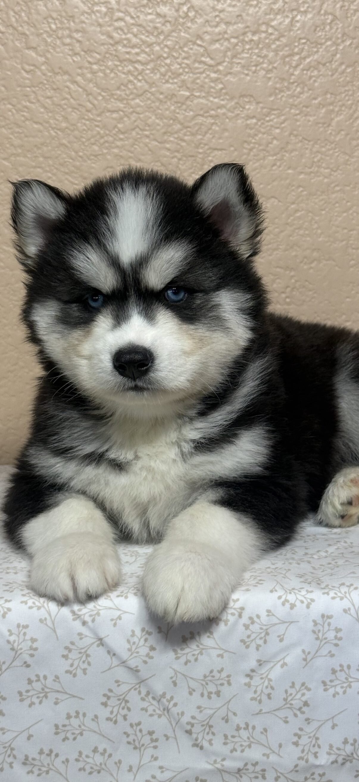 Siberian Husky Puppies image 1