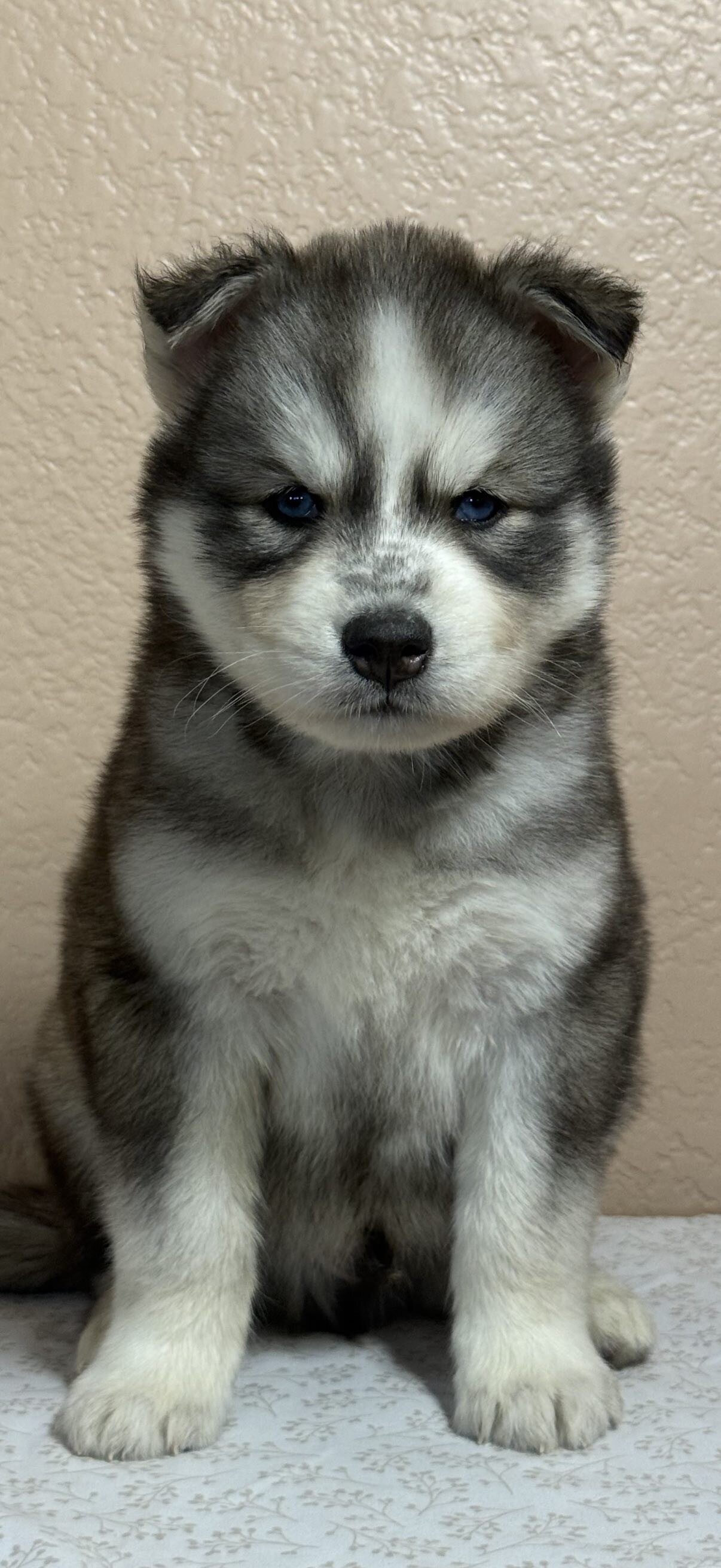 Siberian Husky Puppies image 2