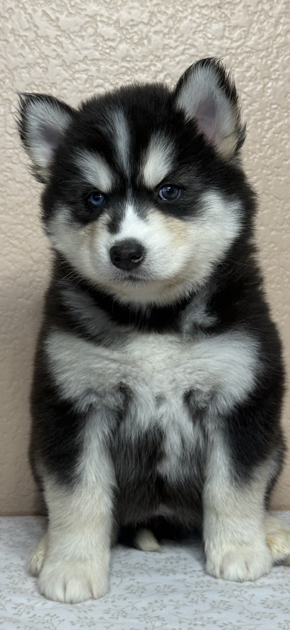 Siberian Husky Puppies image 4