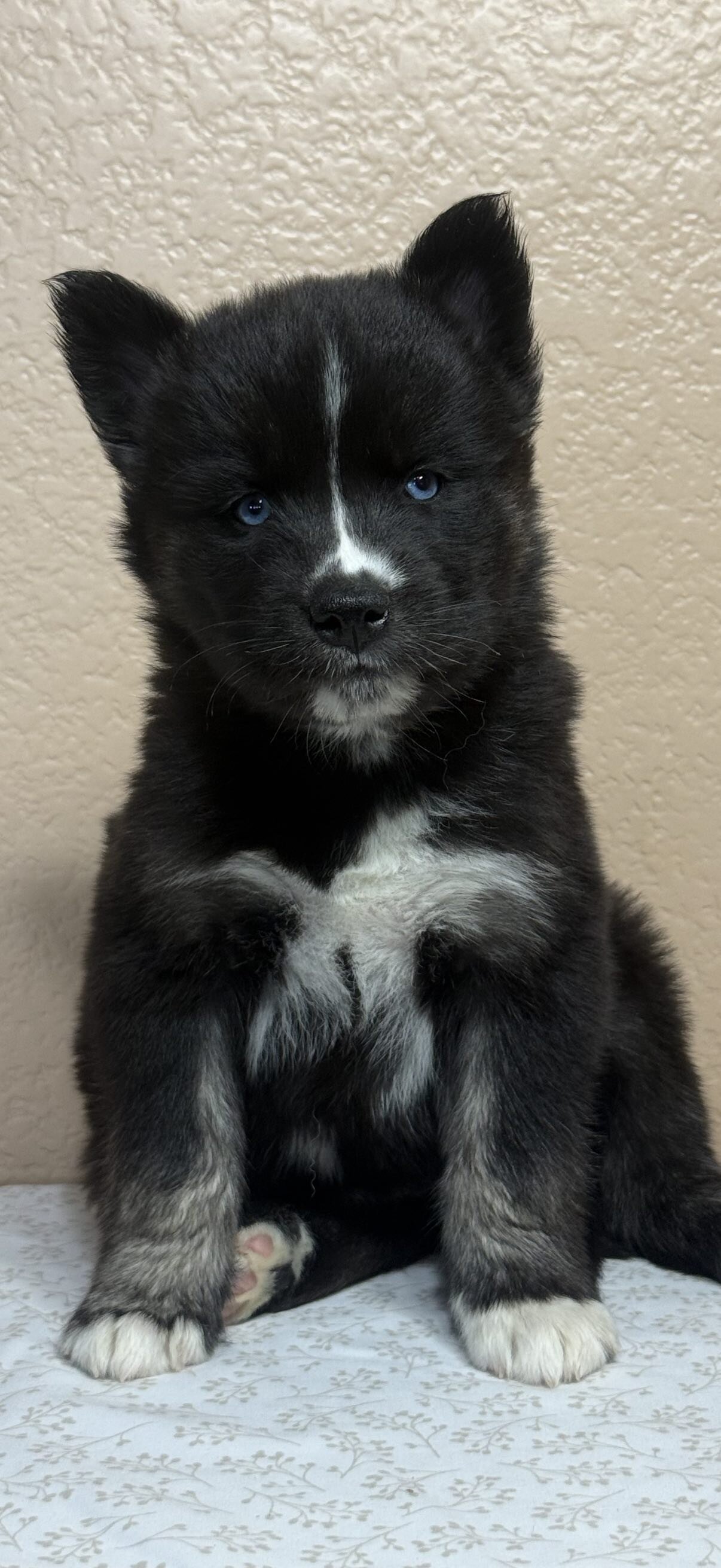 Siberian Husky Puppies image 3