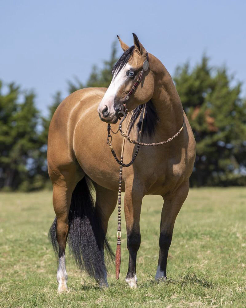 Buckskin Quarter Horse mare 15.1 Hands image 2