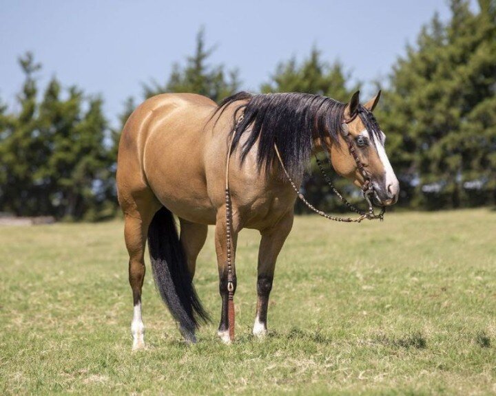 Buckskin Quarter Horse mare 15.1 Hands image 1