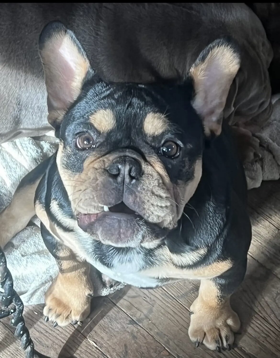 Female Bulldog image 4