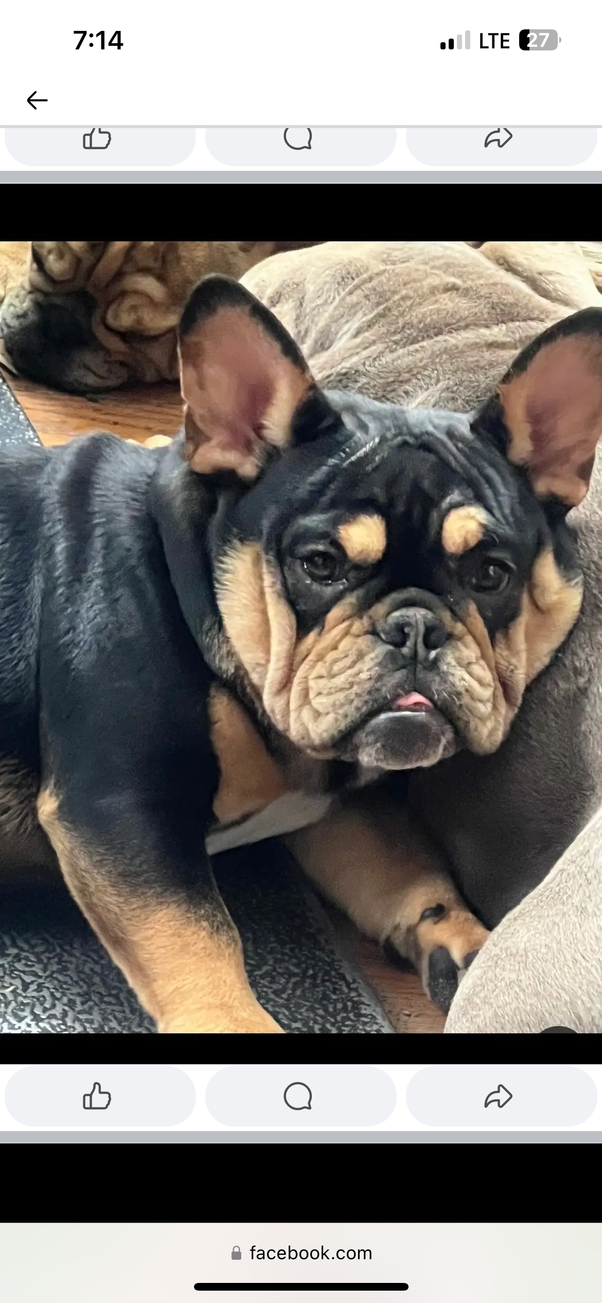 Female Bulldog image 3