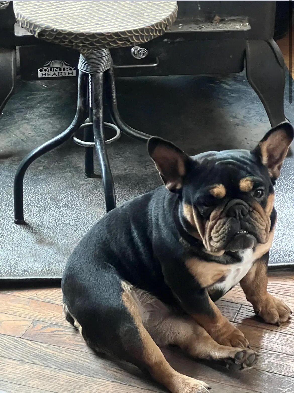 Female Bulldog image 2