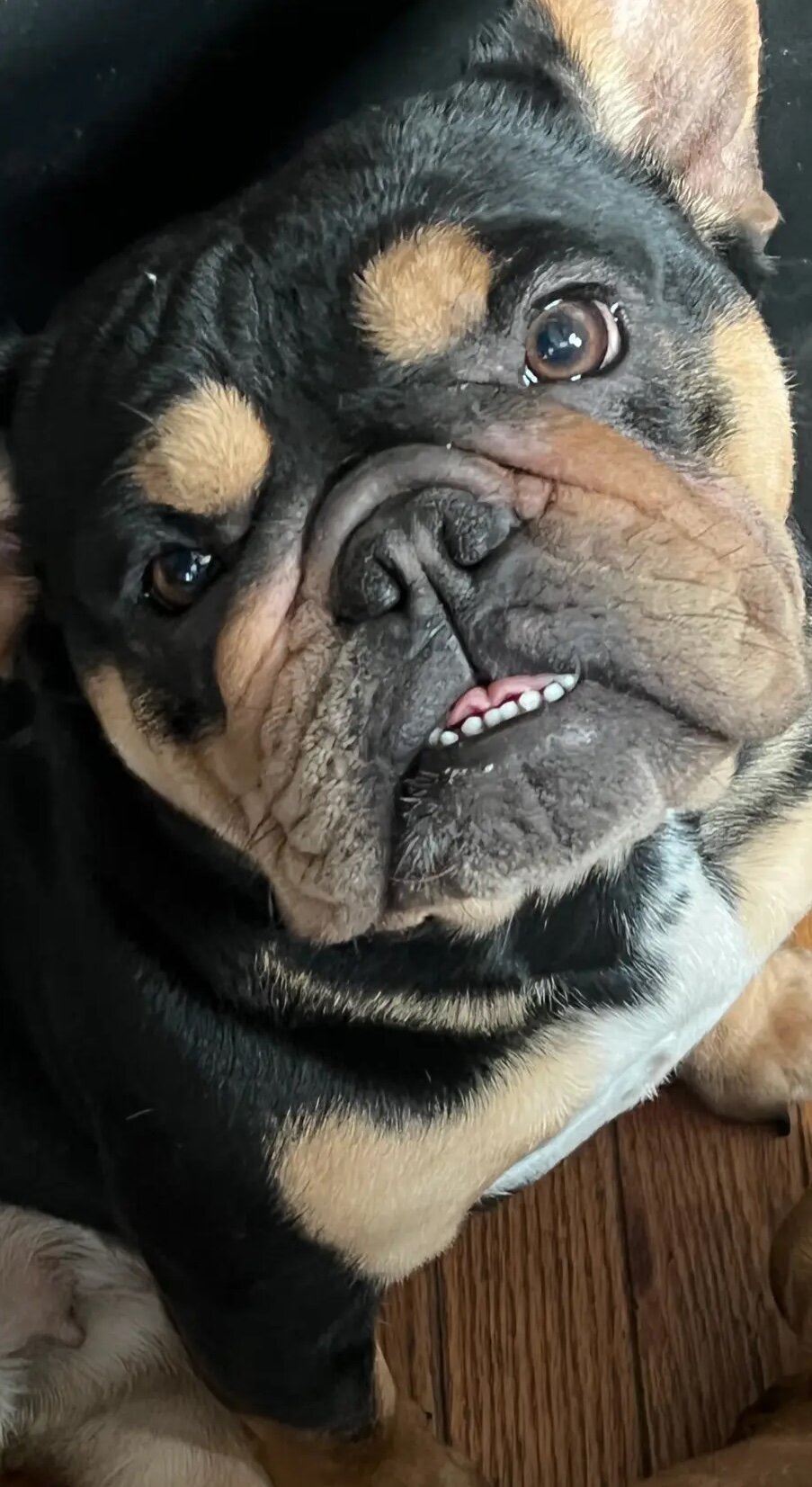 Female Bulldog image 1