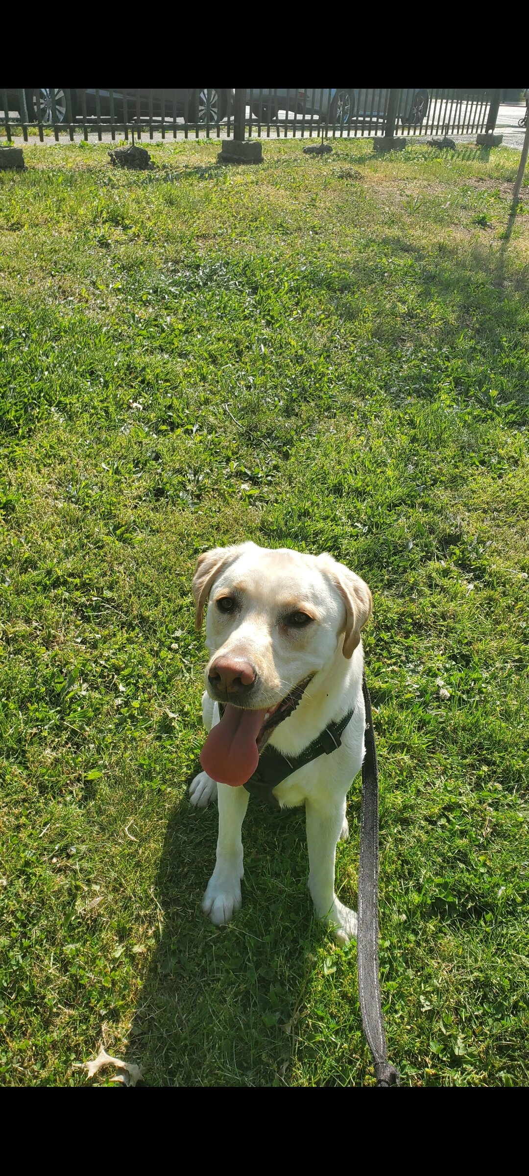 5 year old Lab image 1