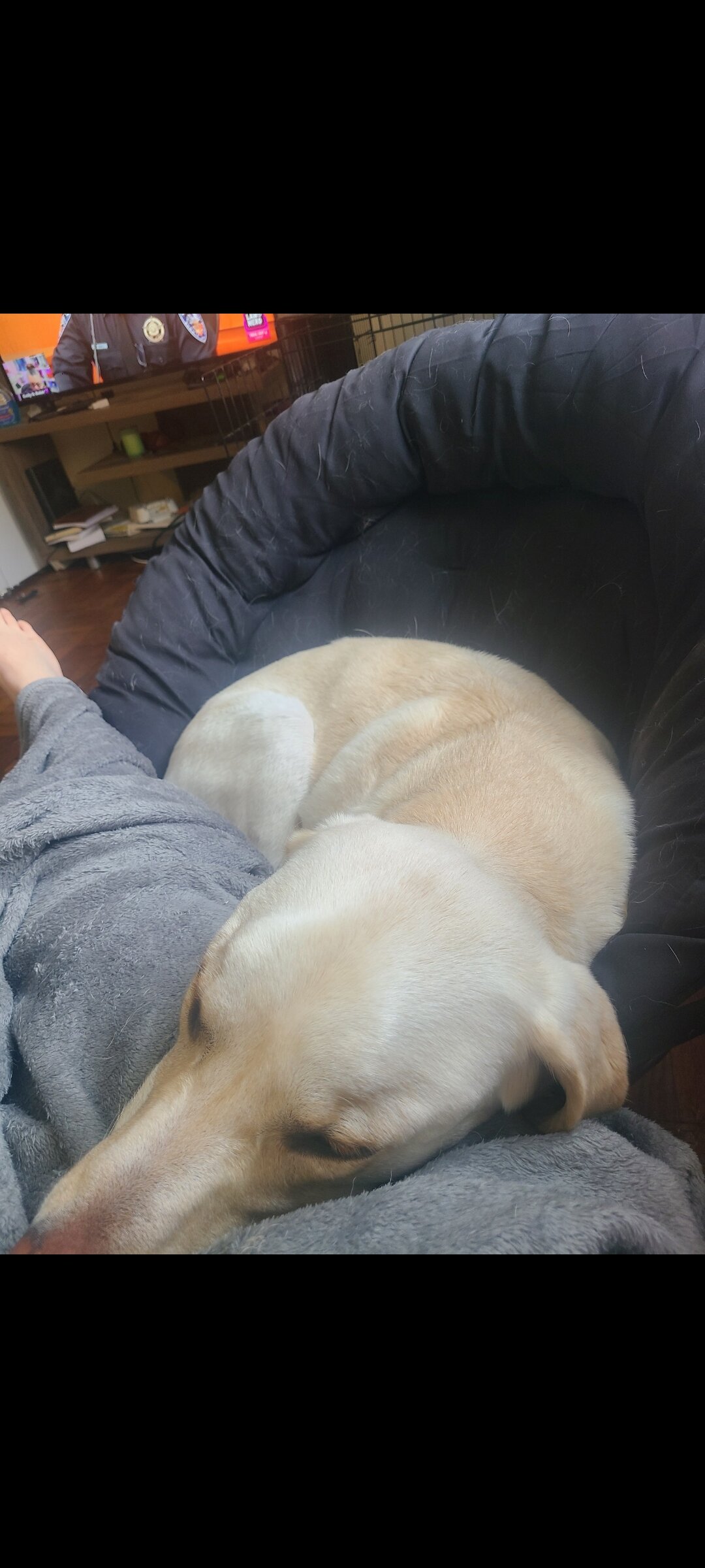 5 year old Lab image 2