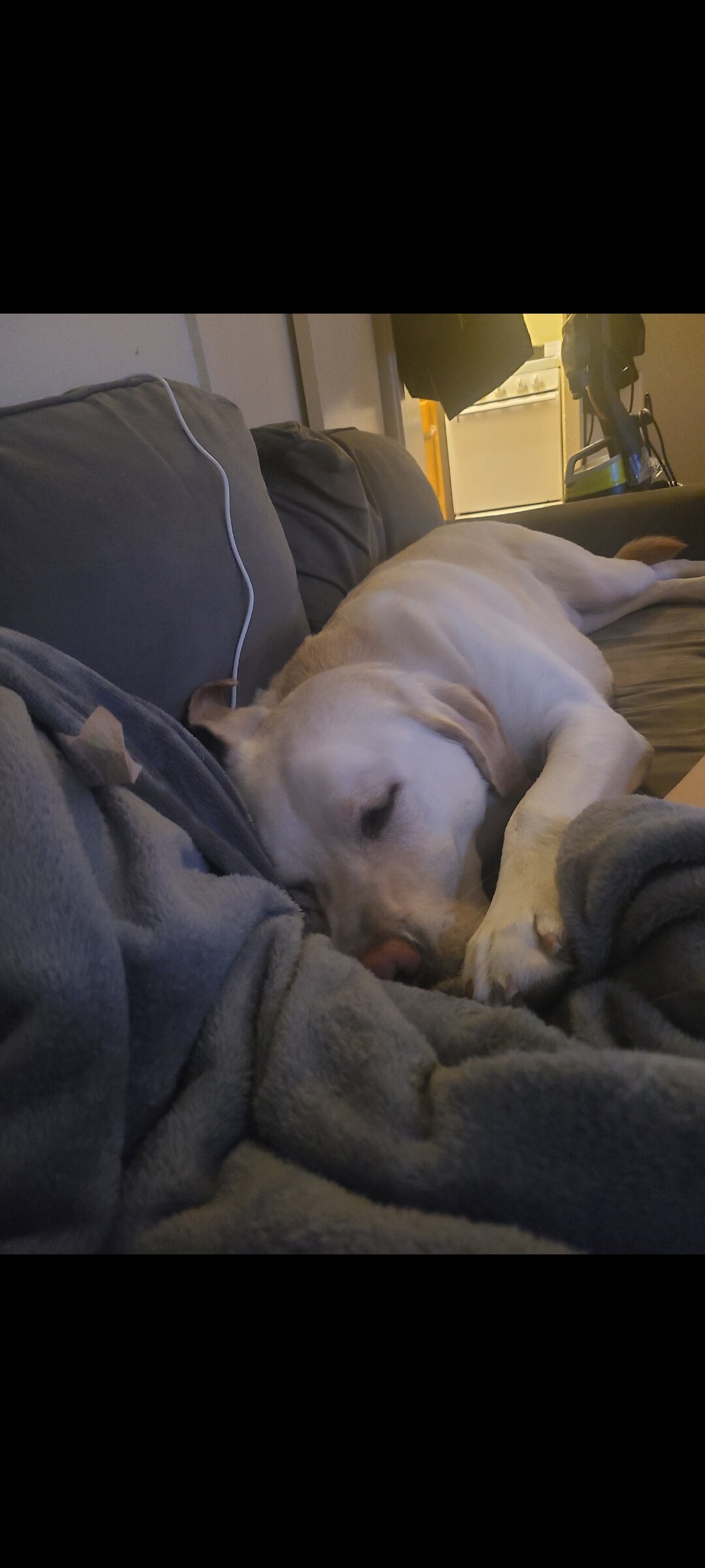 5 year old Lab image 3