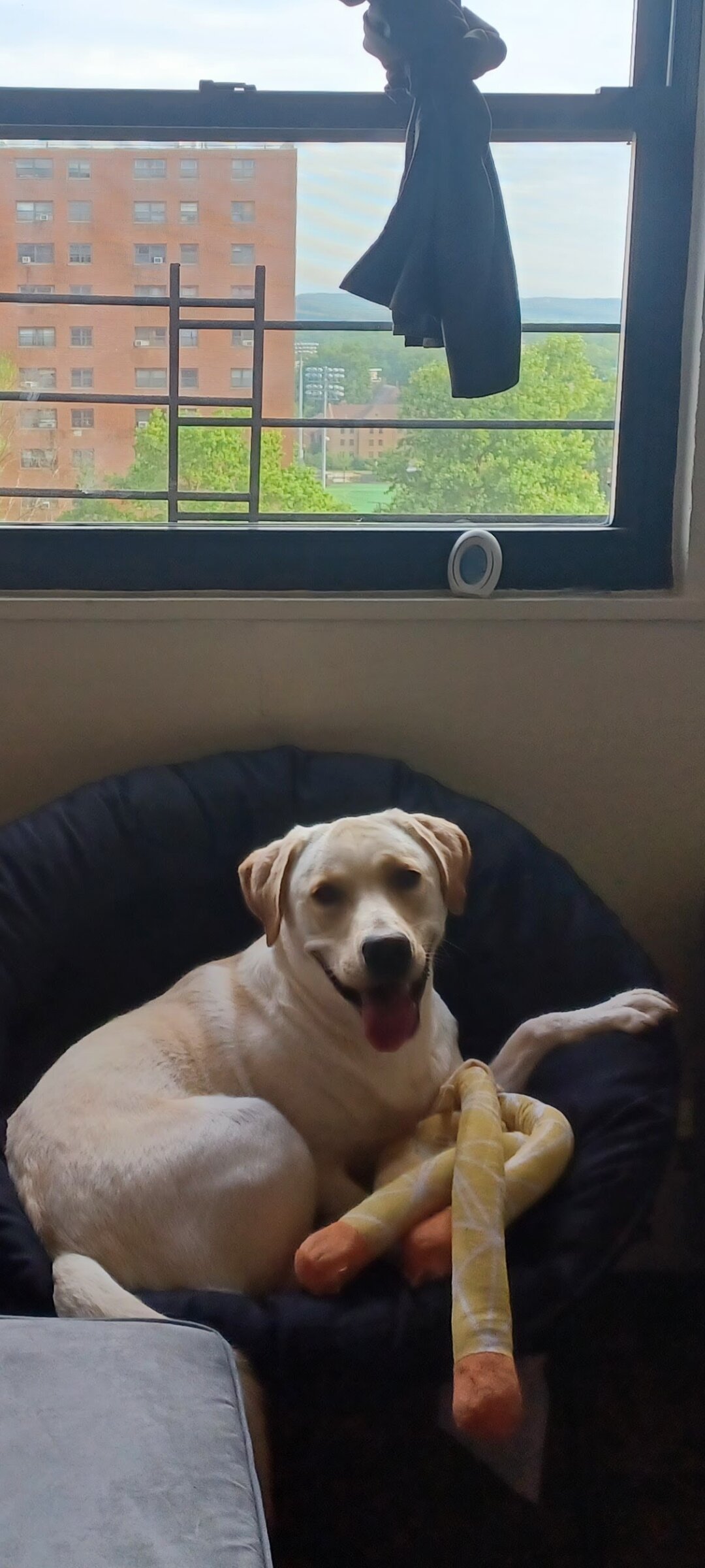 5 year old Lab image 4