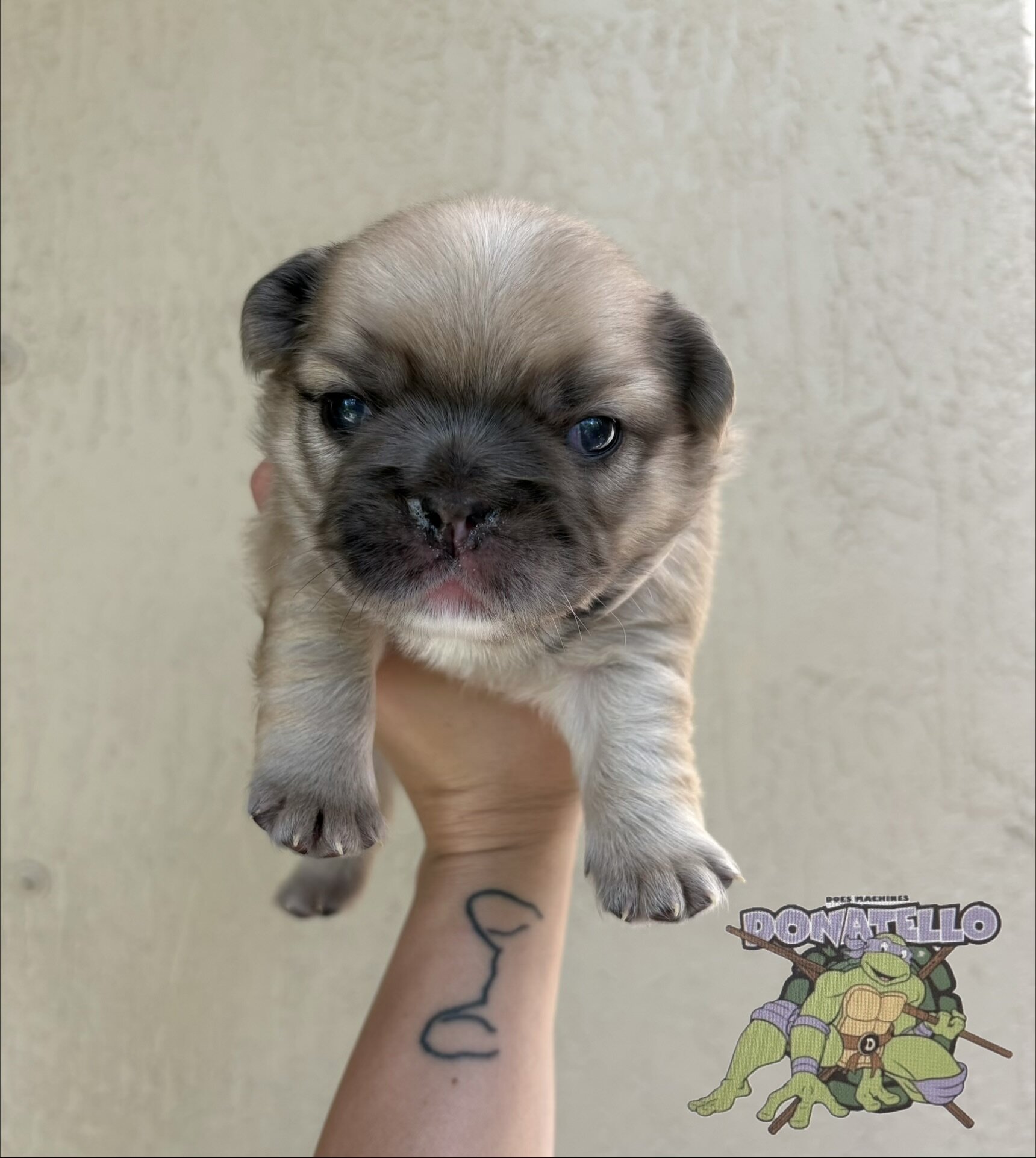 French bulldog image 4