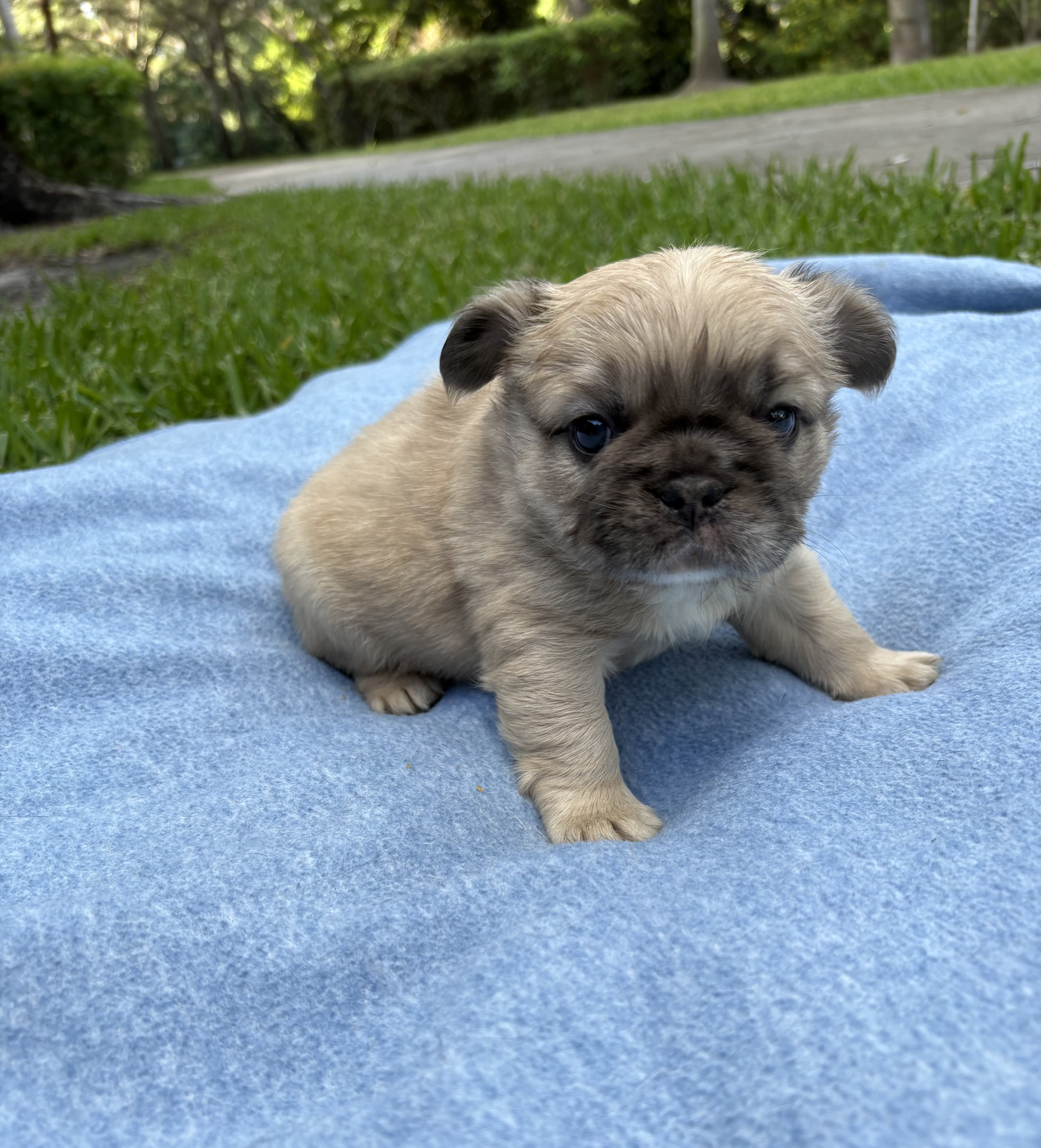 French bulldog image 1