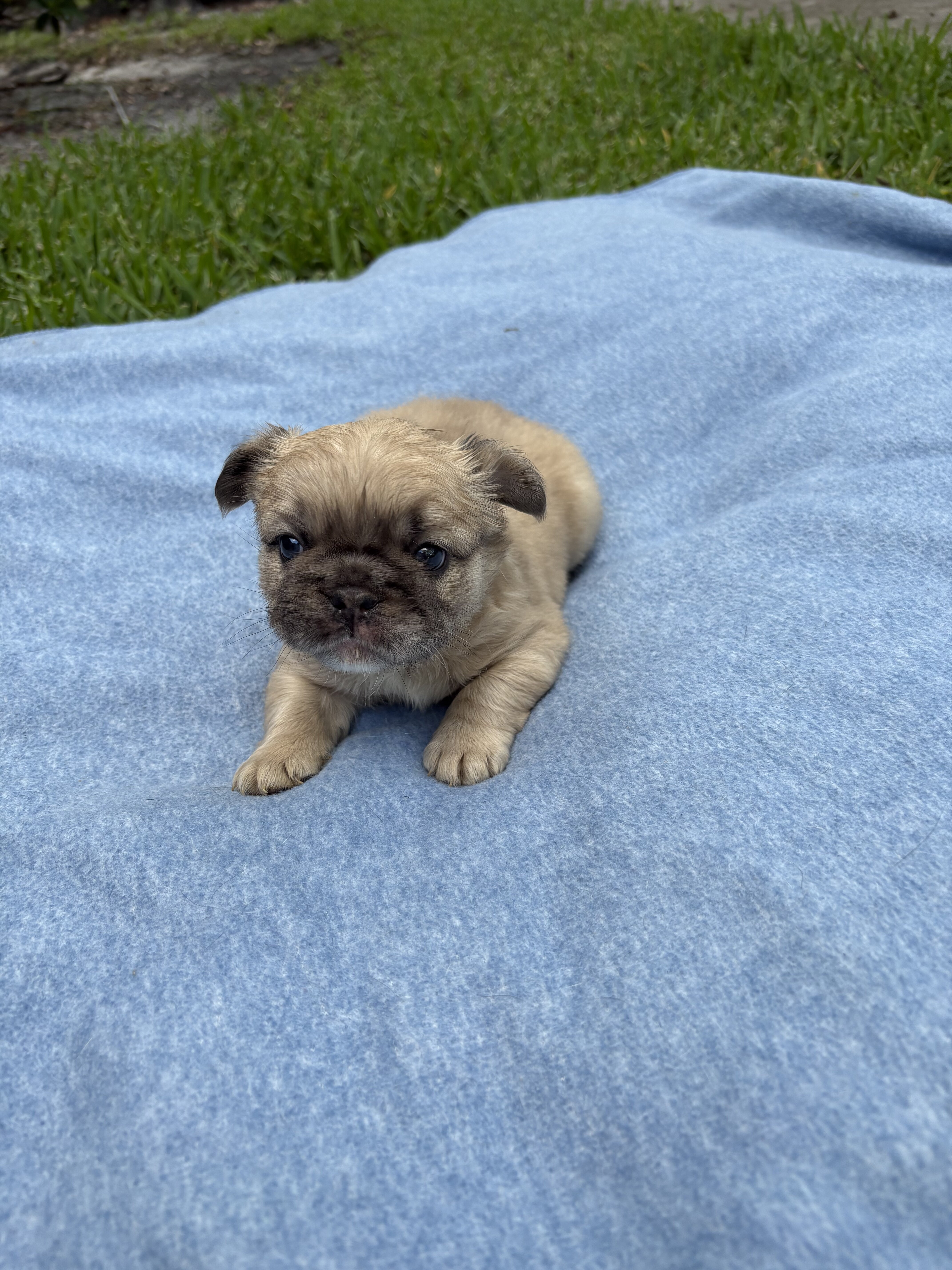 French bulldog image 3