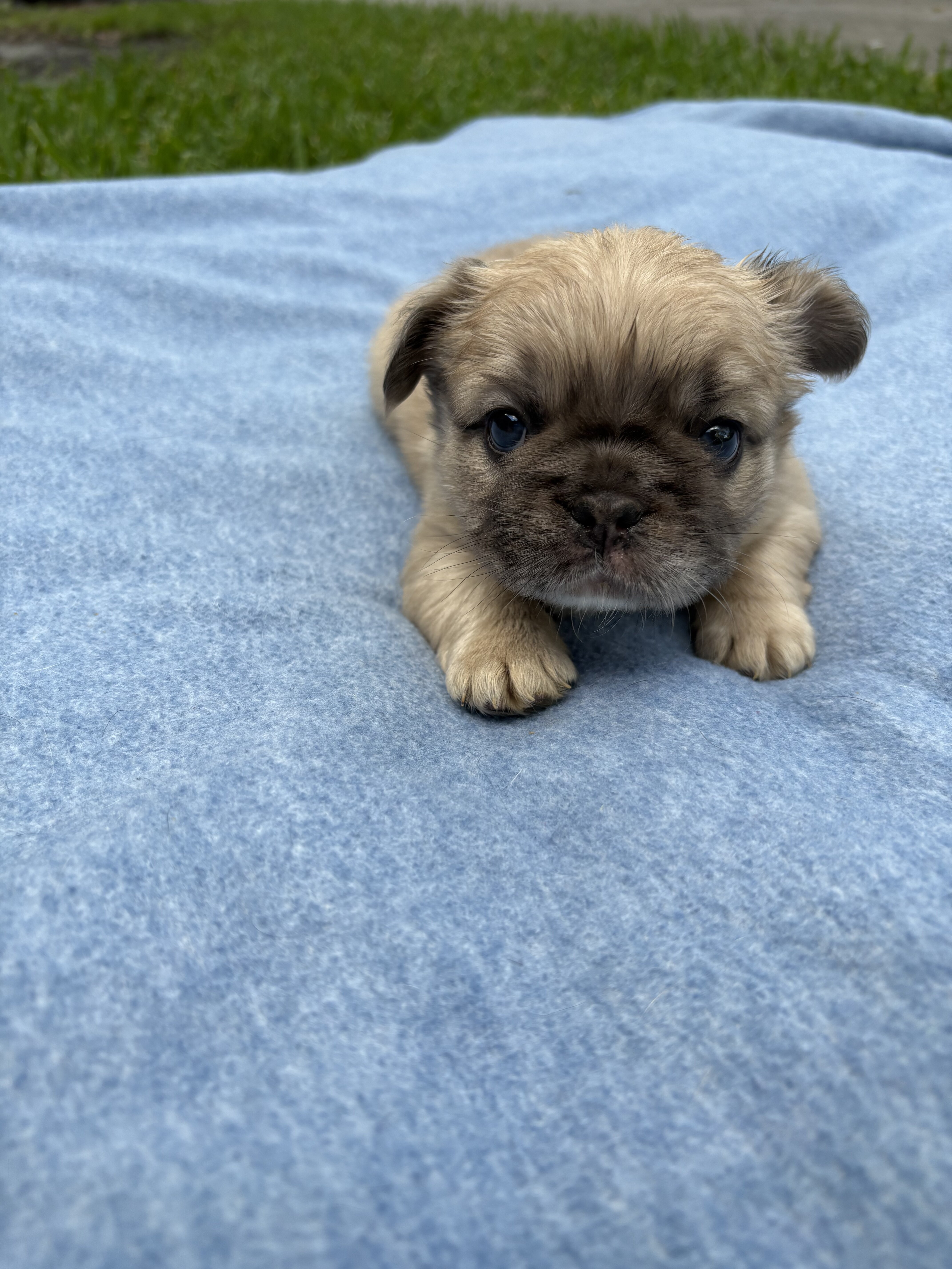 French bulldog image 2