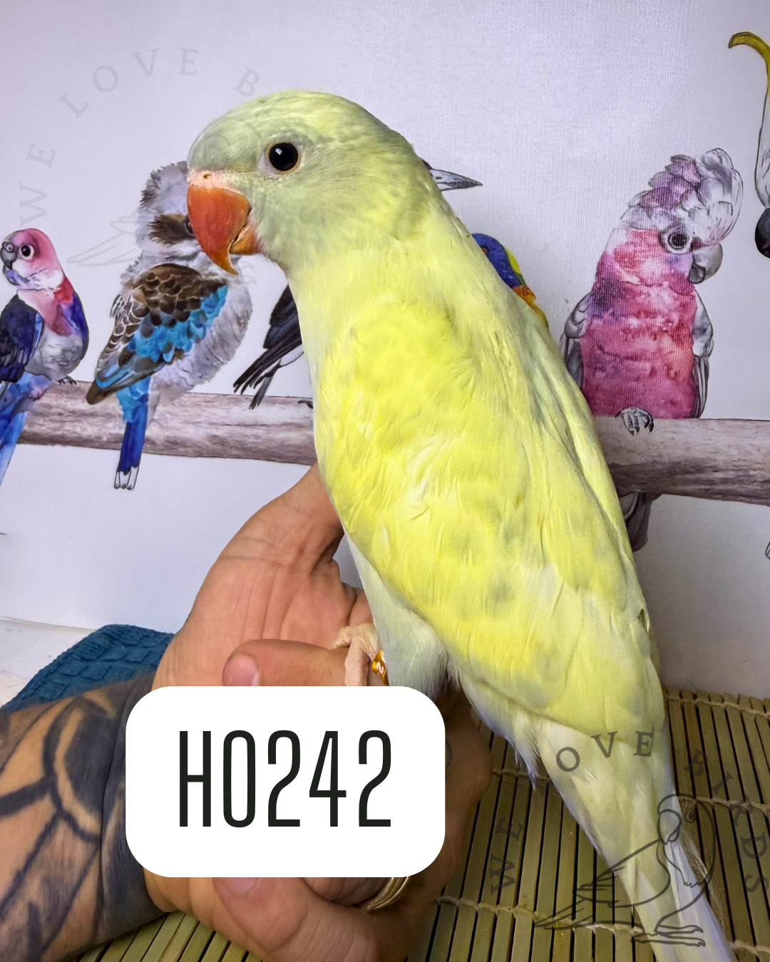 Indian ringneck image 1